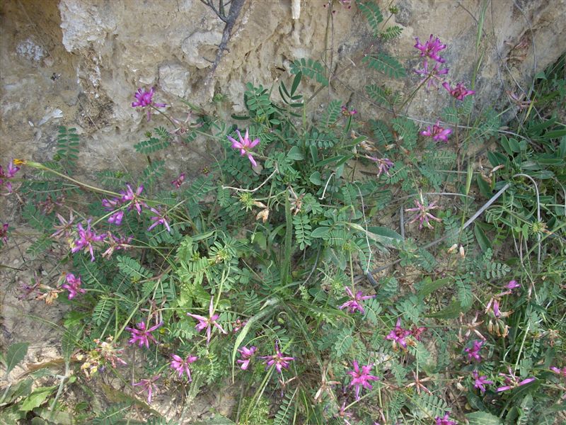 Sulla capitata (=Hedysarum glomeratum) / Sulla glomerata